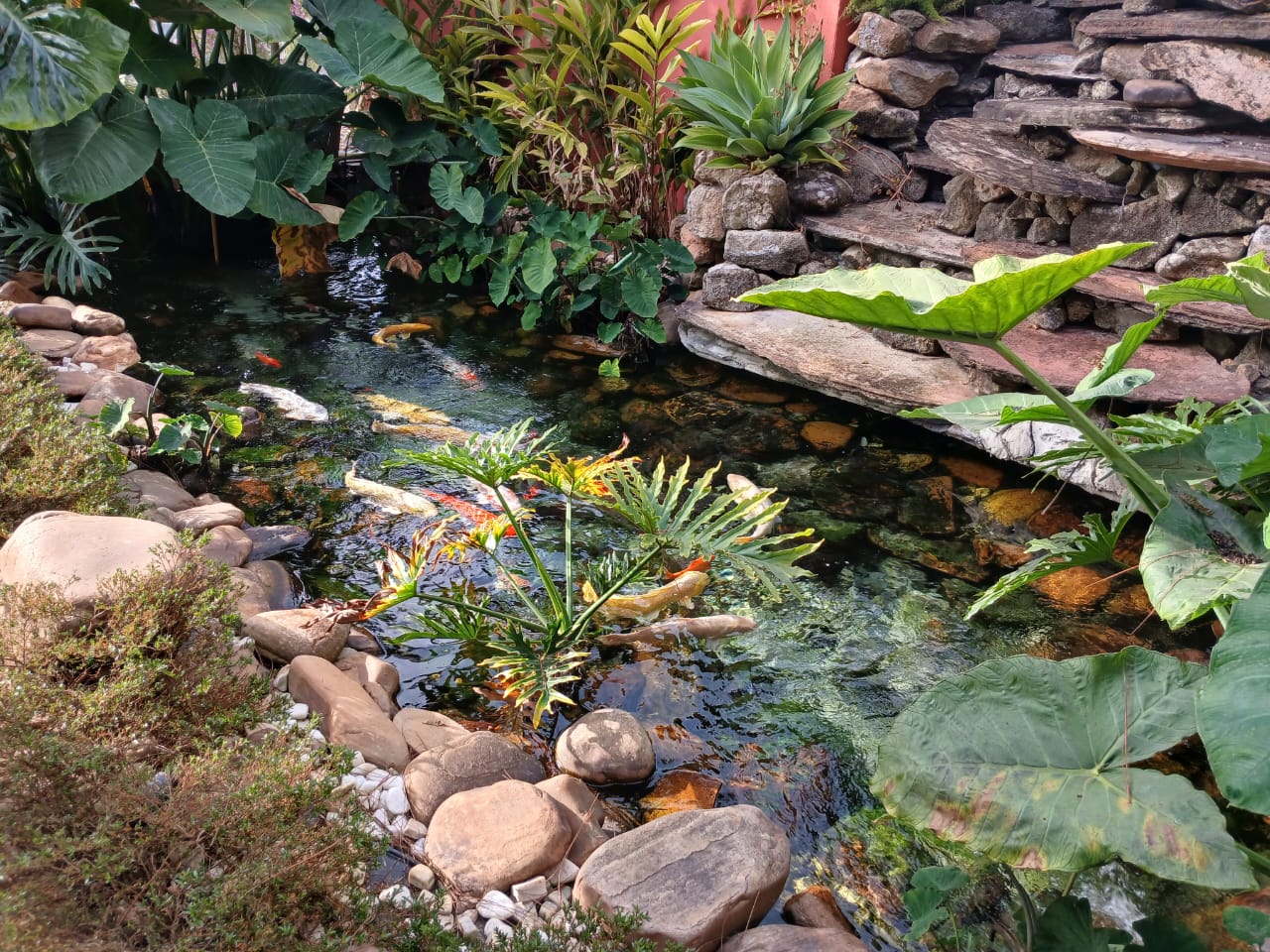 Lago ornamental com carpas coloridas, pedras grandes e cascata de pedra empilhada ao fundo